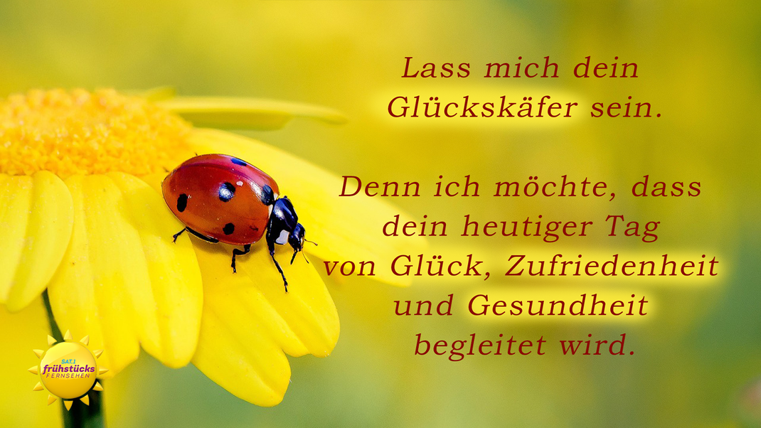 Die schönsten WhatsAppSprüche für den 1. Mai zum Versenden