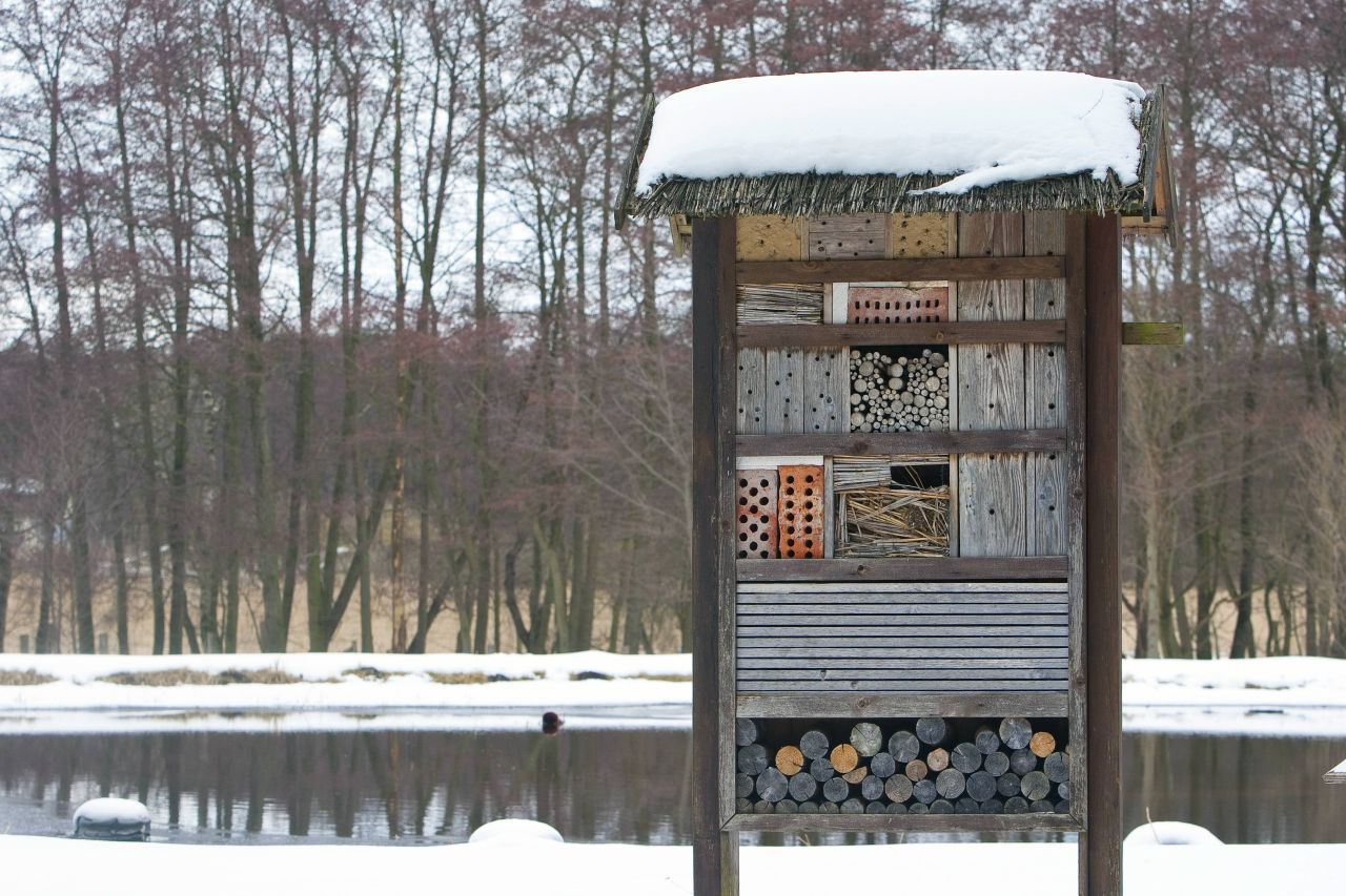 Insekten: Bei den Insekten geht es natürlich nicht ums Füttern. Hier sollten Menschen eher genügend Unterschlupfmöglichkeiten schaffen. Ein gutes Angebot ist ein Insektenhotel. Solch ein Kasten mit verschiedenen Stroheinlagen, Tannenzapfen und Röhren bietet nicht nur viele Verstecke, sondern ist auch ein lustiges Bastelprojekt für Wochenenden. 