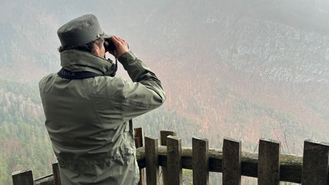 Bisher lebt die Bärin Gaia, die im April 2023 einen Jogger getötet hatte, in der italienischen Provinz Trentino. Nun soll sie in den Alternativen-Wolf- und Bärenpark im Schwarzwald umgesiedelt werden.