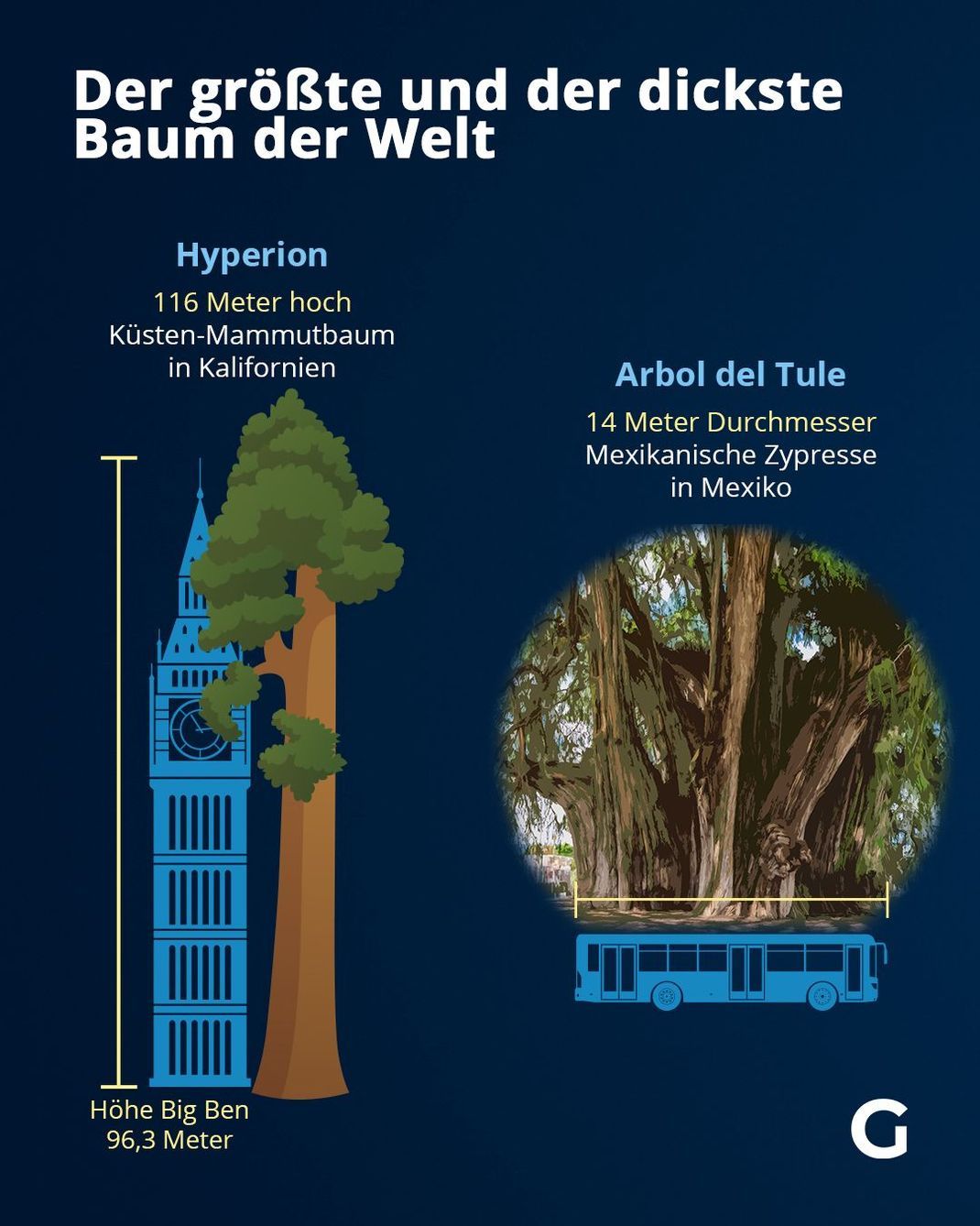 Der größte und der dickste Baum der Welt