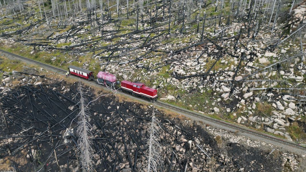 Die Feuer im Harz zerstörten wichtige Ökosysteme.
