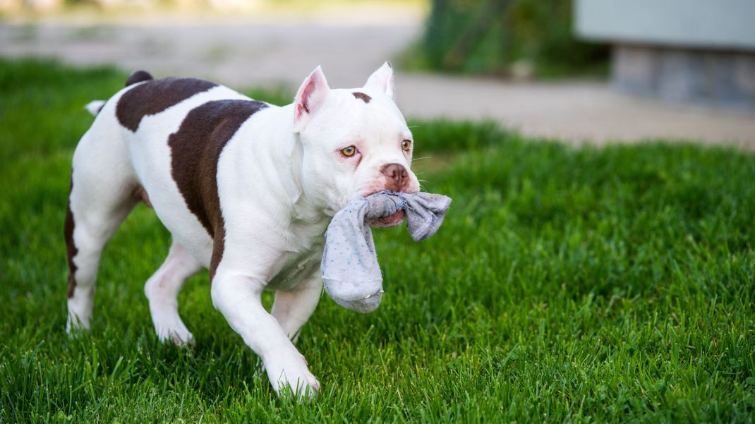 Das perfekte DIY-Hundespielzeug: Alte oder einzelne Socken umfunktionieren.