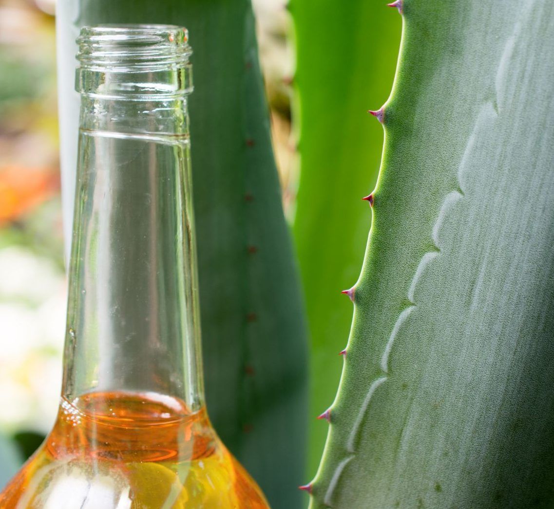 Agavendicksaft hat rund 300 Kilokalorien pro 100 Gramm. Seine Süßkraft ist rund 1,5 Mal höher als die von normalem Zucker. Mit rund 80 Prozent enthält Agavendicksaft allerdings einen sehr hohen Anteil Fructose, also Fruchtzucker. Ähnlich wie herkömmlicher Zucker fördert er in zu hohen Mengen gesundheitliche Probleme. Wer täglich mehrmals süßt (etwa in Tee oder Kaffee), sollte also lieber zu einem anderen Zuckerersatz greifen.
