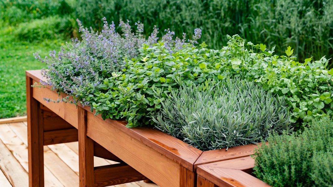 Ein eigener Kräutergarten ist perfekt für alle, die gern kochen.