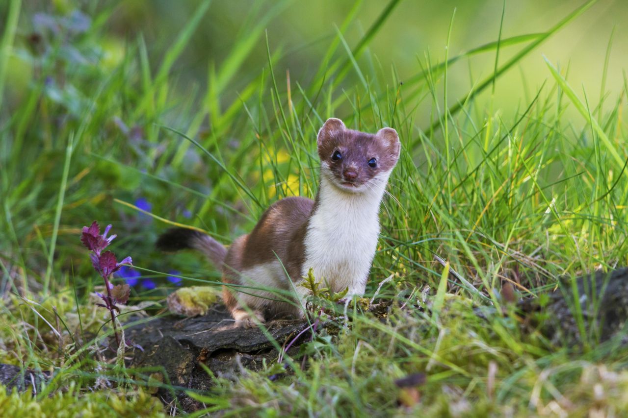 Schnell erwachsen: Die Weibchen bilden mit ihren Jungen nur kurz eine Familie. Hermeline sind schon nach 3 Monaten selbständig. Dabei können sie in einer Nacht bis zu 15 Kilometer durch die Wildnis schweifen. Männchen werden mit einem Jahr geschlechtsreif. Weibchen sind es bereits als Jungtiere mit 5 bis 6 Wochen und werden dann oft schon vom eigenen Vater gedeckt.