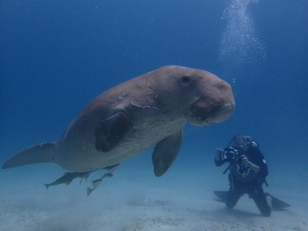 Im Rahmen von nachhaltigem Dugong Watching kann man ihm für kurze Zeit mit Abstand begegnen. Er lebt in den geschützten Gewässern der Ureinwohner "Tagbanuwa" im Norden Corons. Ihr Stamm zählt zu den ältesten der Philippinen. Früher machten sie Jagd auf die Dugongs, heute schützen sie die Tiere und klären Einheimische und Tourist:innen über die bedrohte Art auf.