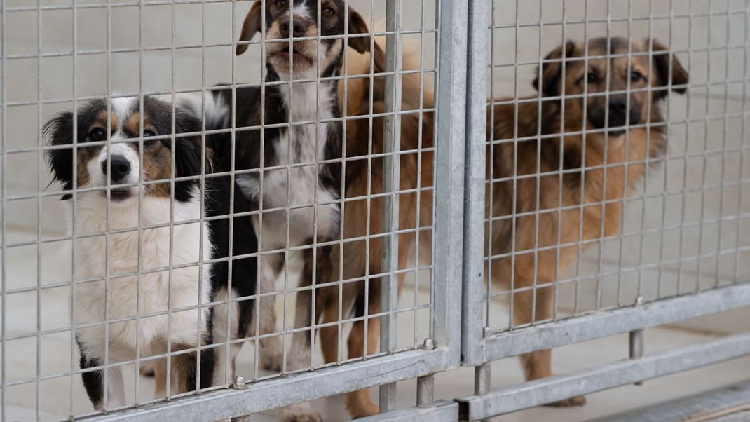 Hunde in einem Tierheim.