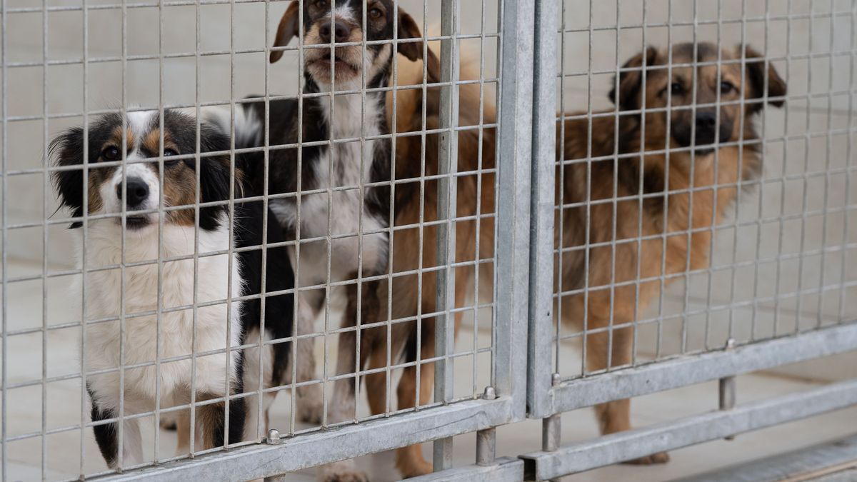 Hunde im Tierheim