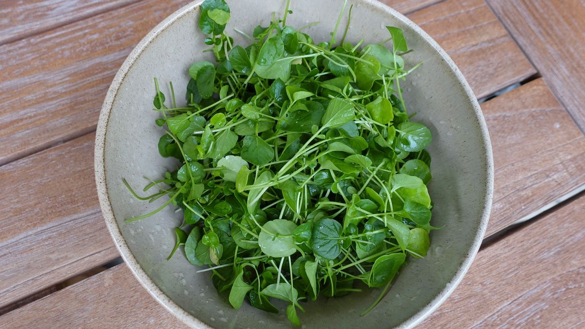 Brunnenkresse (Nasturtium officinale), frische Wasserkresse für die Zubereitung einer Brunnenkressesuppe, Schüssel, Schale auf Holzbrett 458580697