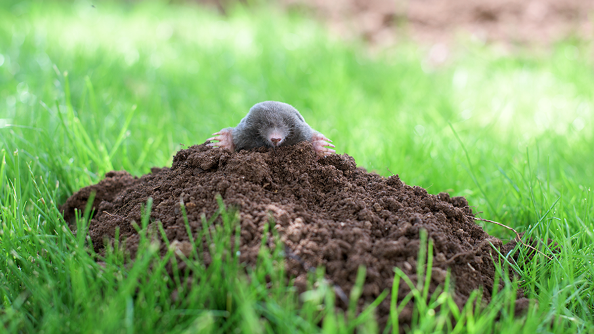 Maulwürfe im Garten loswerden