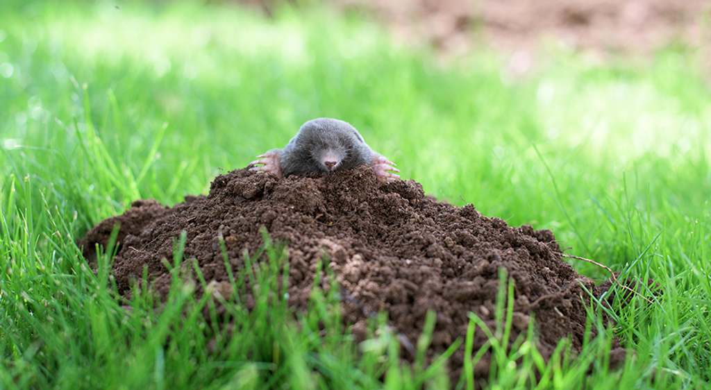 Maulwürfe im Garten loswerden Schonende Tipps und Tricks