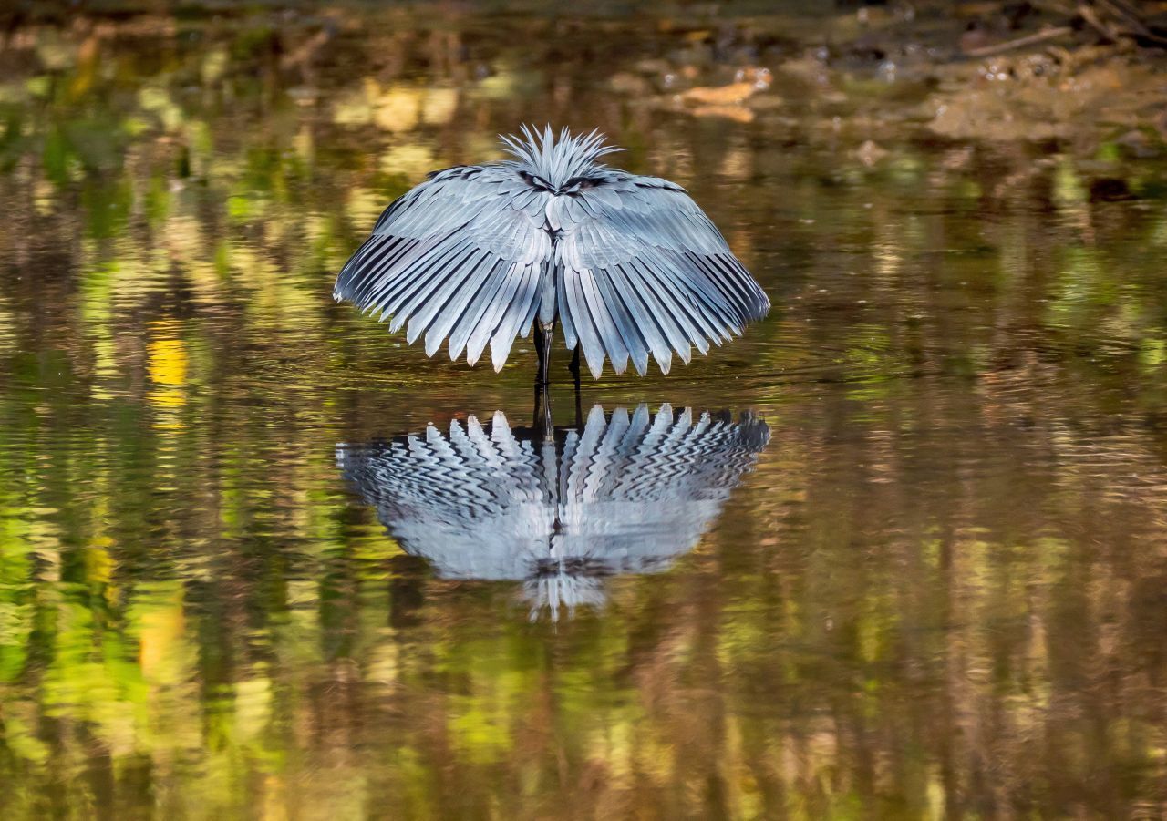 Der Glockenreiher heißt nicht umsonst so. An der Stelle im Flachwasser, wo er Leckerbissen vermutet, breitet er seine Flügel glockenartig über dem Kopf aus. Und zwar so, dass die Spitzen der Schwingen die Wasseroberfläche berühren. Der Clou: Der erzeugte Schatten zieht Fische an. Und die kann sich der Vogel dann - bei guter Sicht - picken. Hilfreicher Nebeneffekt der Feder-Glocke: Sie verbirgt die verräterische Silhouette des