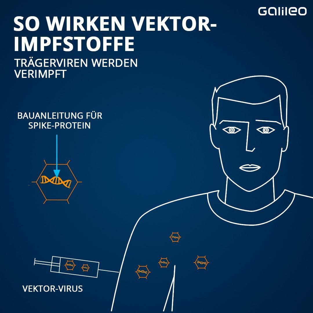 Wird dieses Trägervirus verimpft, beginnen in unserem Körper ähnliche Prozesse wie bei der Impfung mit mRNA-Impfstoffen. Bei dem Genmaterial handelt es sich um den Bauplan für das sogenannte Spike-Protein. Dieses Protein bedeckt das Corona-Virus wie Stacheln und bindet sich an die Oberfläche unserer Körperzellen. 