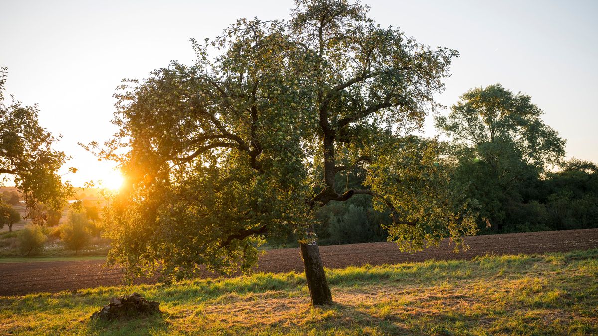 Ein Apfelbaum steht bei Sonnenaufgang auf einer Streuobstwiese.