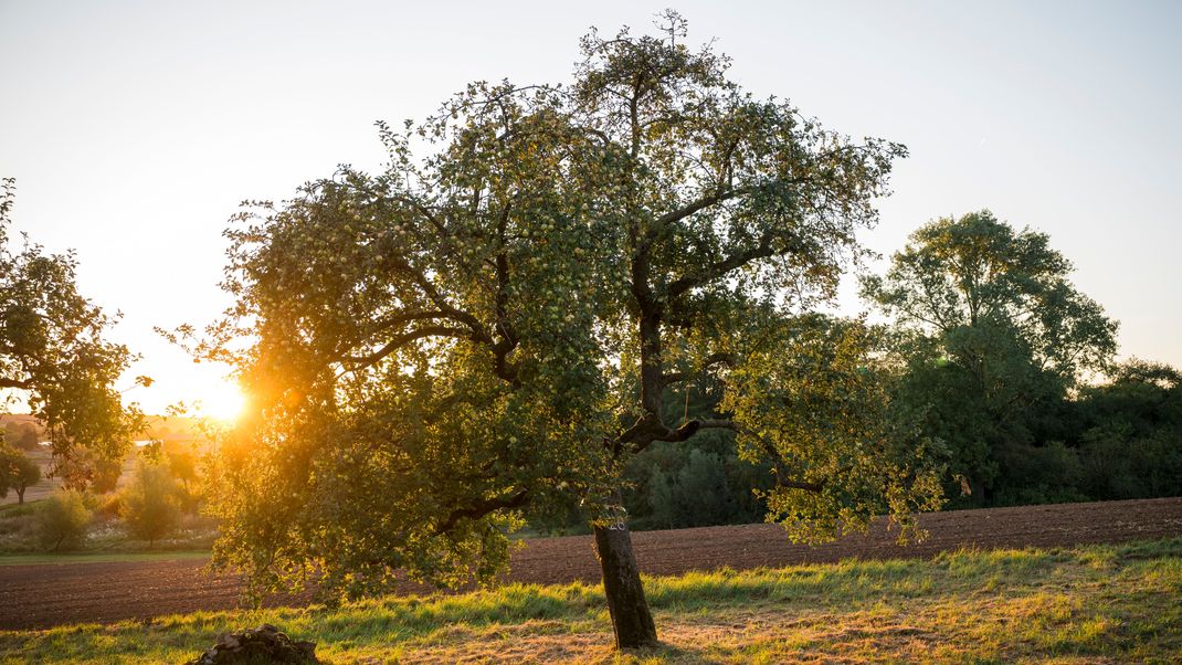 Ein Apfelbaum steht bei Sonnenaufgang auf einer Streuobstwiese.