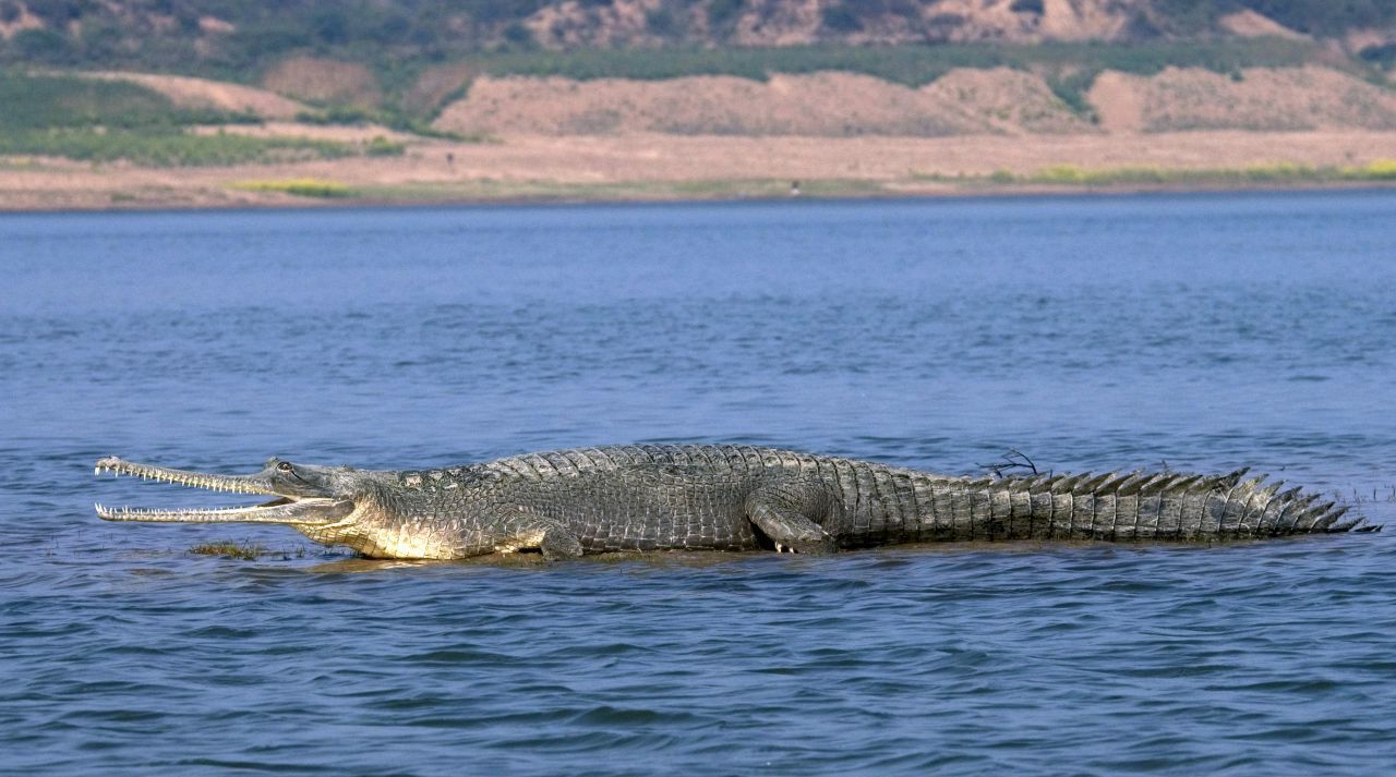 Gangesgavial: Mit ihrer y-förmigen spitzen Schnauze haben sich Gaviale vor allem auf die Jagd von Fischen spezialisiert. Freilebend kommen sie nur noch in Indien und Nepal vor. Gaviale sind bis zu fünf oder sechs Meter lang, aber leichter als Krokodile und Alligatoren. Außer dem Gangesgavial gibt es noch die Art des Sunda-Gavials in Indonesien. Mit bis zu zehn Zentimetern legen sie von allen Krokodilarten die größten Eier.