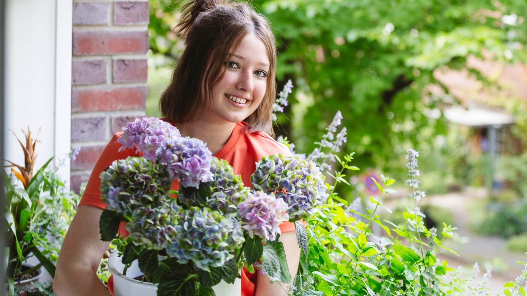 Ab Juni begeistern Hortensien mit ihrer prächtigen Blüte.