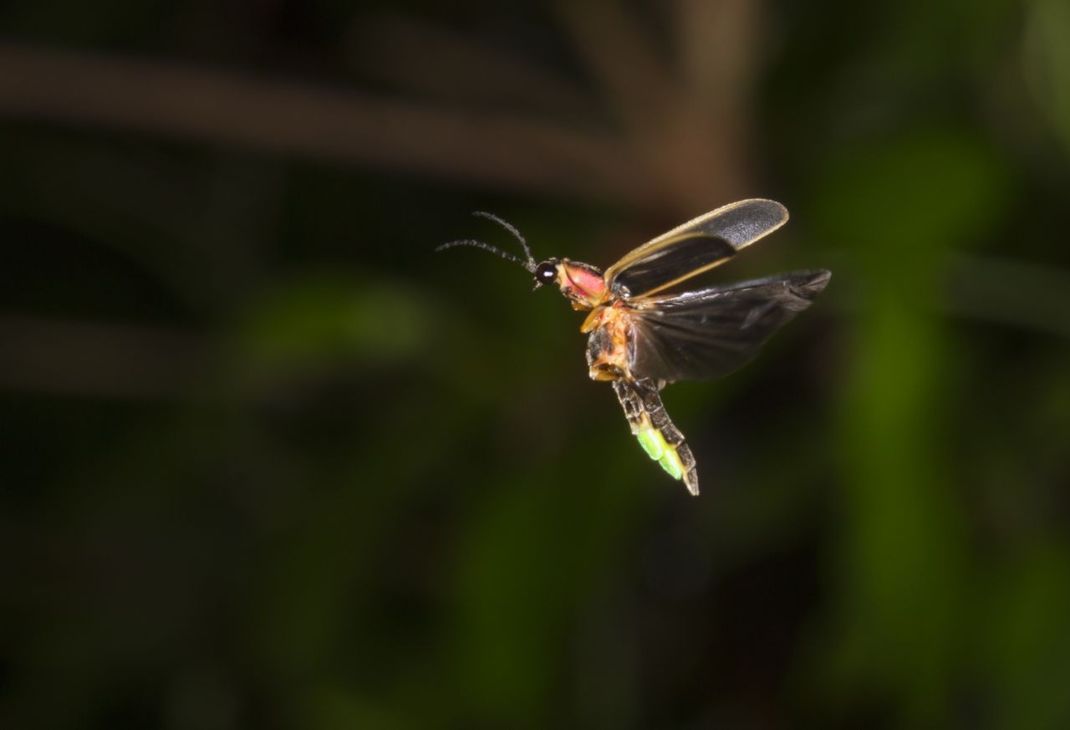 Das Weibchen der Art Photinus pyralis imitiert perfekt das Blinken einer anderen Glühwürmchen-Art. Damit lockt es die fremden Männchen an. Was wie eine klassische Verwechslungs-Komödie klingt, endet für die geblendeten Männchen oft mit dem Tod, für das Weibchen mit einem Festmahl. 