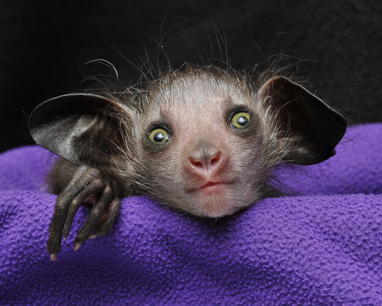 Dieses Aye-Aye-Baby wurde im amerikanischen "Duke Lemur Center" geboren und heißt Melisandra.