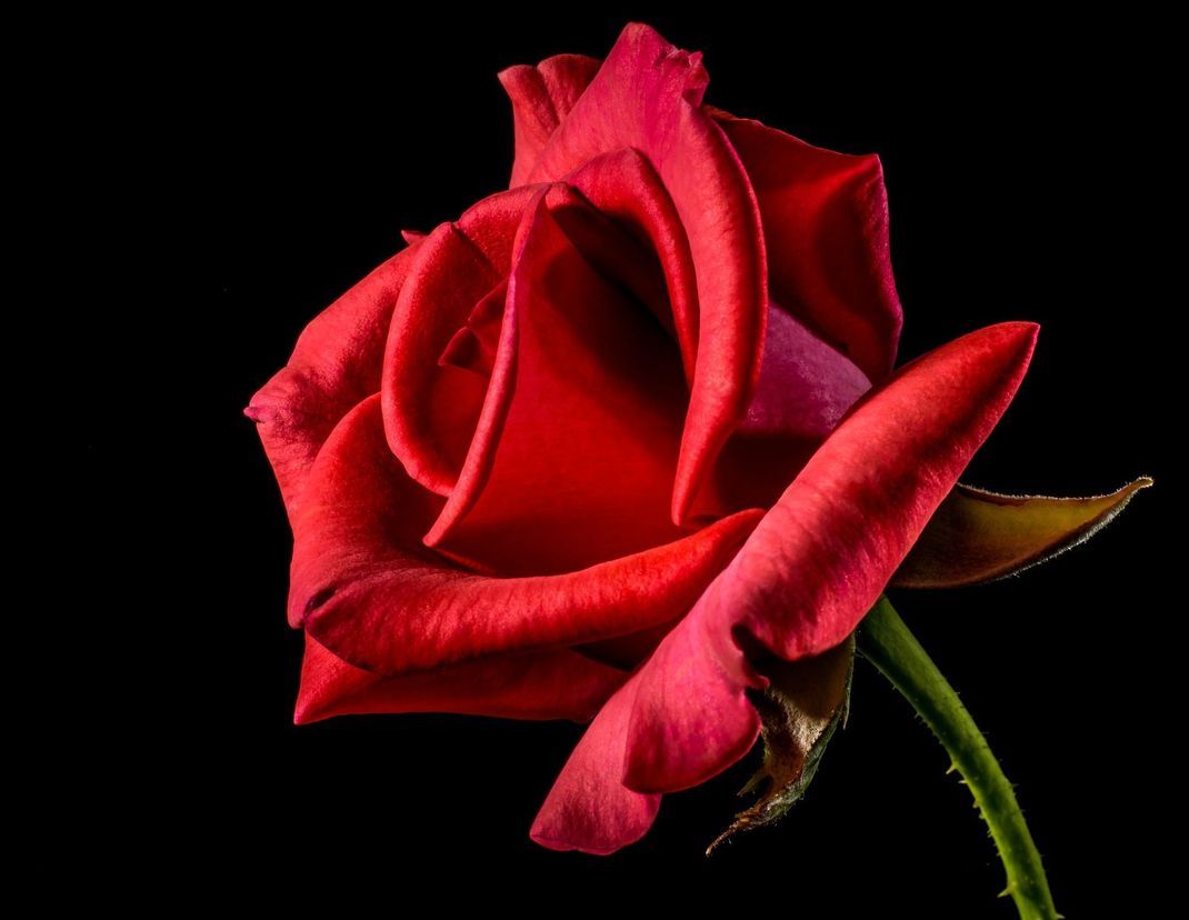 Sie ist der Klassiker unter den Blumen zum Valentinstag: die rote Rose.