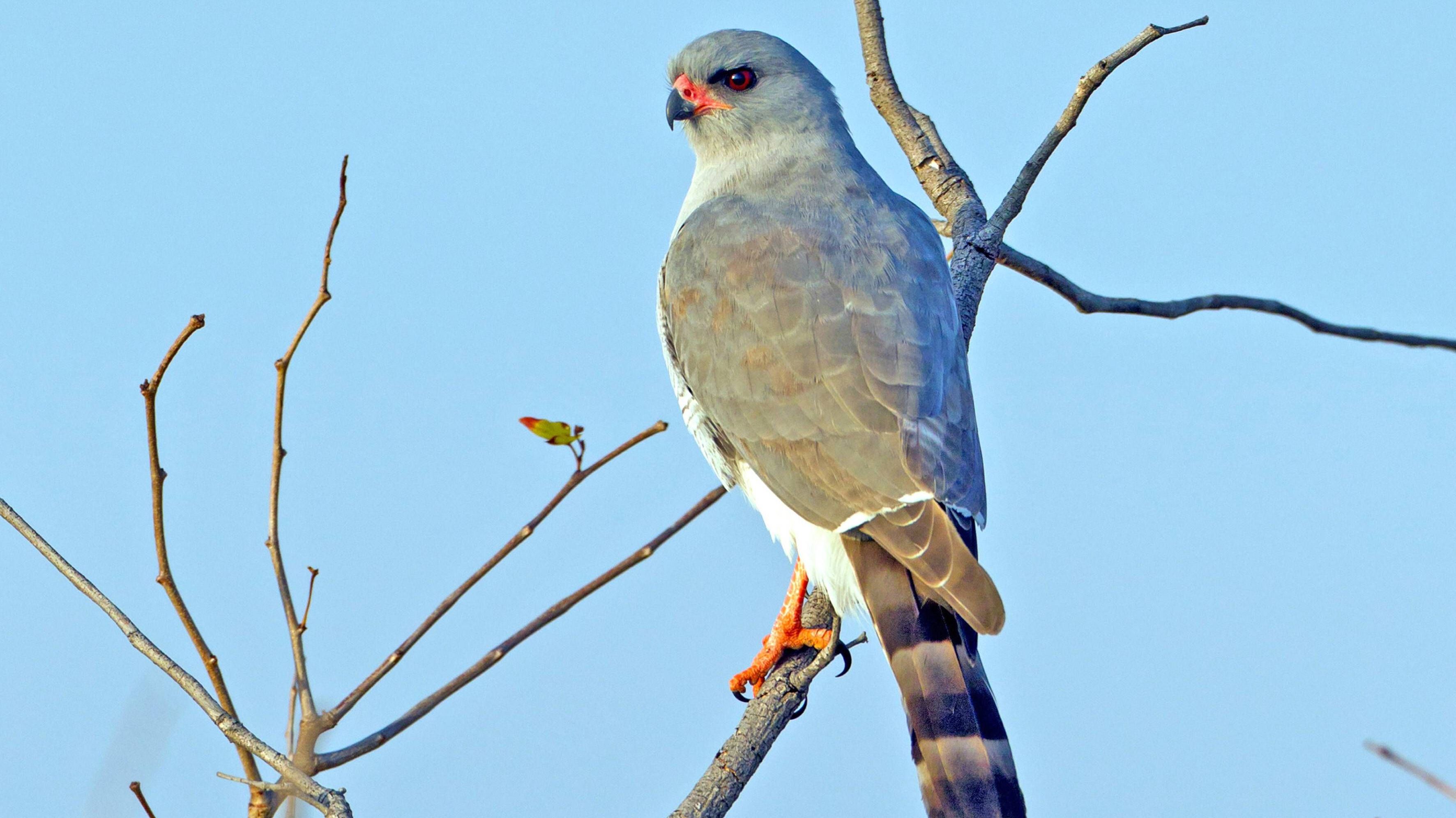 So sieht der Gabar-Habicht in seiner typischen Federfarbe aus. Der Greifvogel lebt in Afrika.