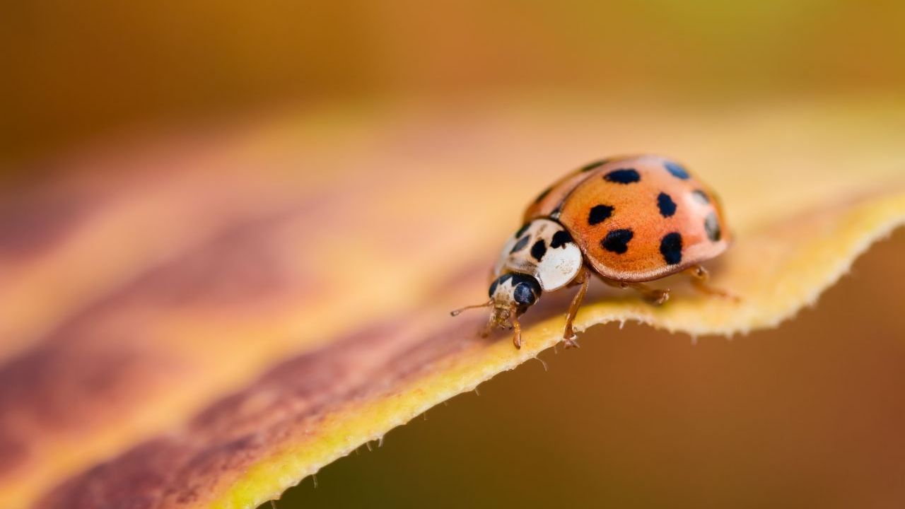 Der asiatische Marienkäfer verdrängt heimische Arten, hinterlässt ätzendes Sekret auf der Haut und macht Weinbauern- und -bäuerinnen das Leben schwer: Gelangt er in die Maische, verfälscht er den Geschmack des Weins. Dieser hat dann ein "Erdnussbutter-Aroma".