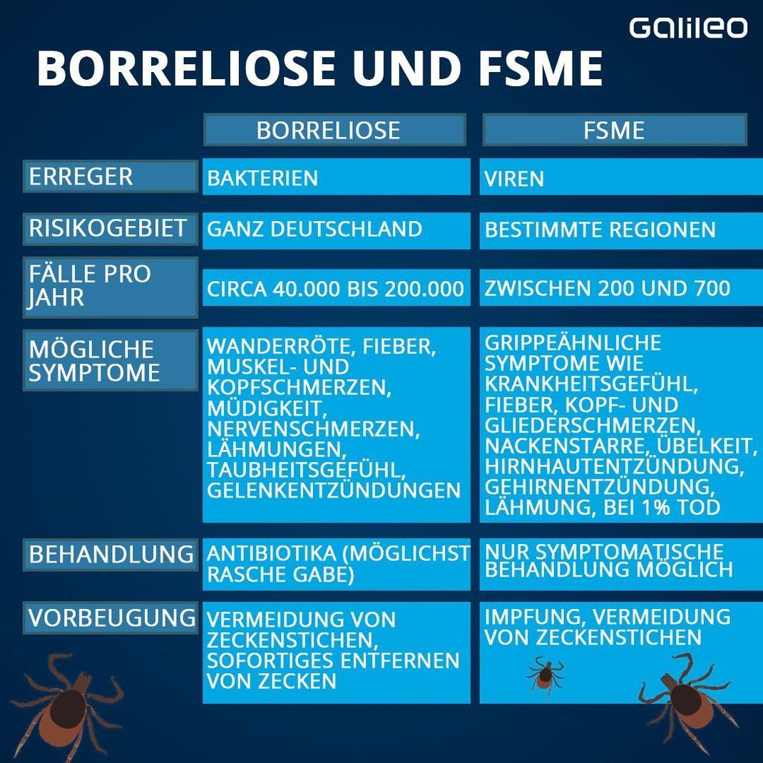 Die Unterschiede zwischen Borreliose und FSME.