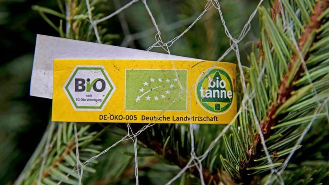 Öko-Weihnachtsbäume: Die bessere Alternative