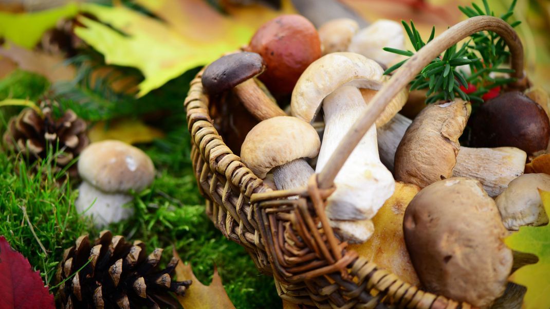 Pilze wachsen aktuell im Wald. Aber nicht nur im Herbst kannst du von den gesunden Inhaltsstoffen profitieren. 