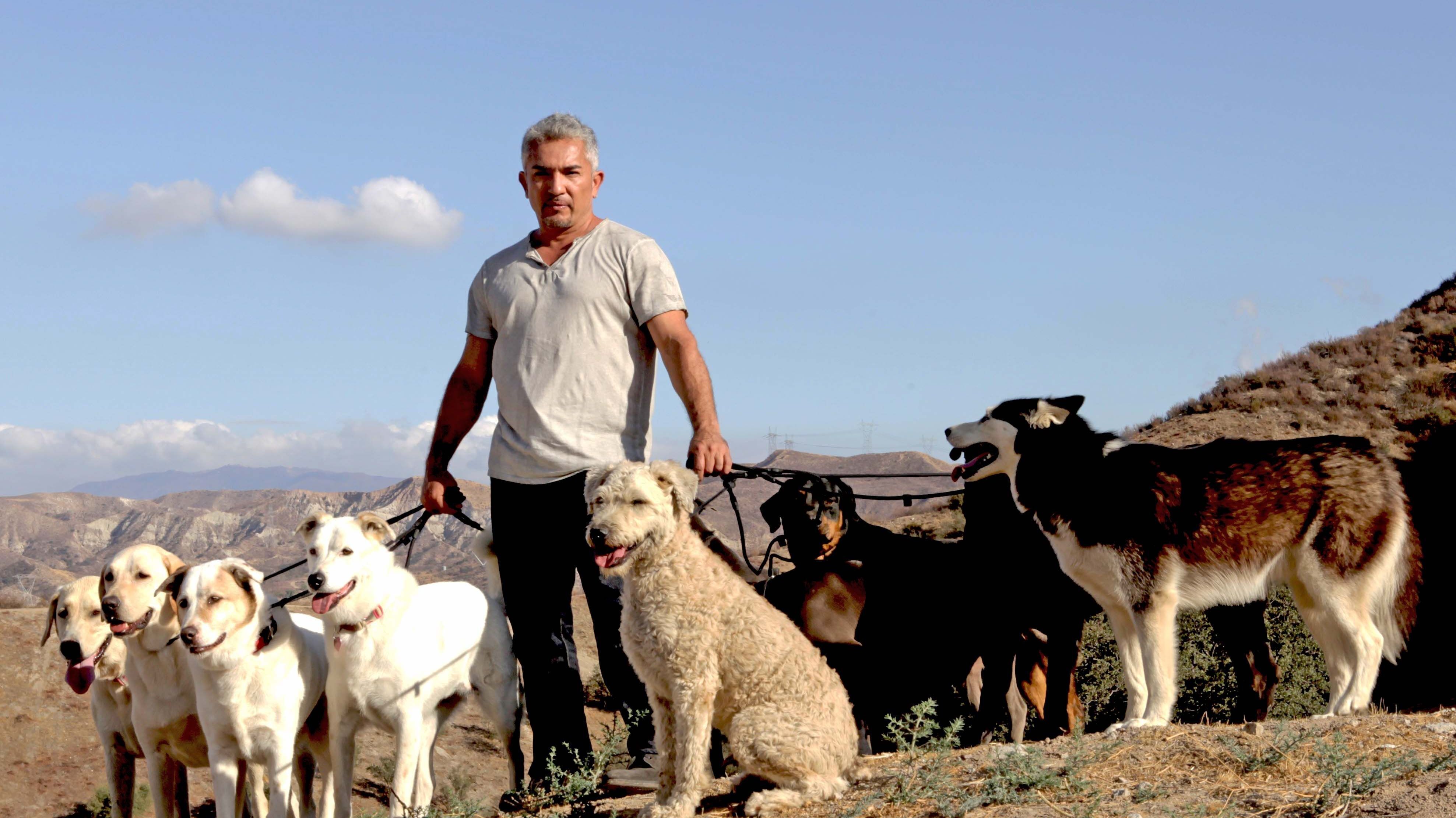 Cesar Millan mit Hunden in der Natur