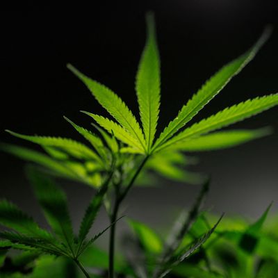 GERMANY-CANNABIS/