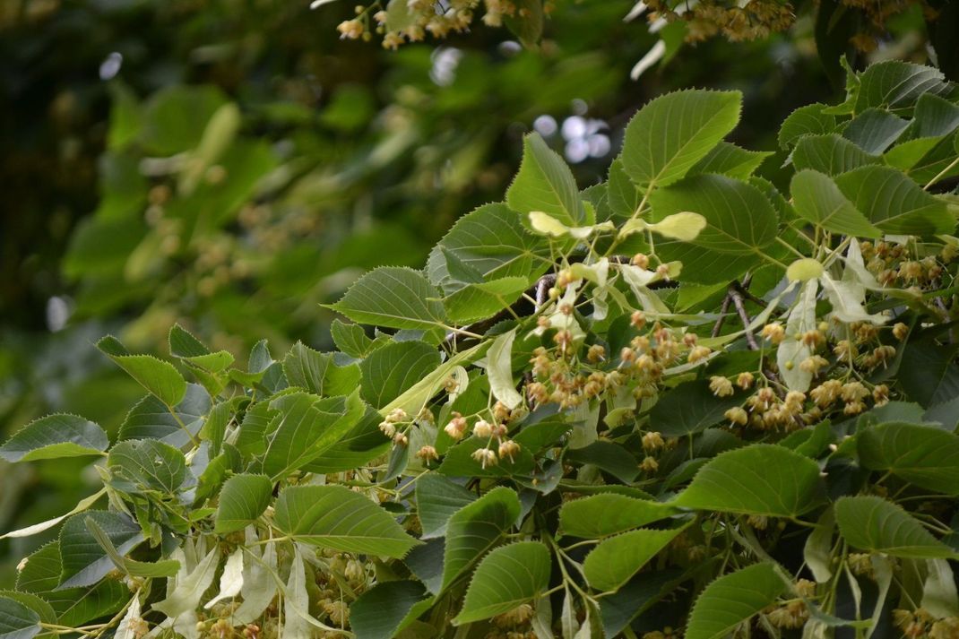 Laubbäume zu bestimmen, ist rein optisch manchmal gar nicht so leicht. Manchmal aber hilft auch der Geruch der Blüten - wie bei dieser Winterlinde.