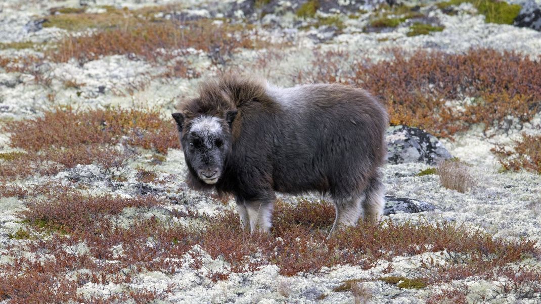 Ein Moschusochse in der Tundra Norwegens