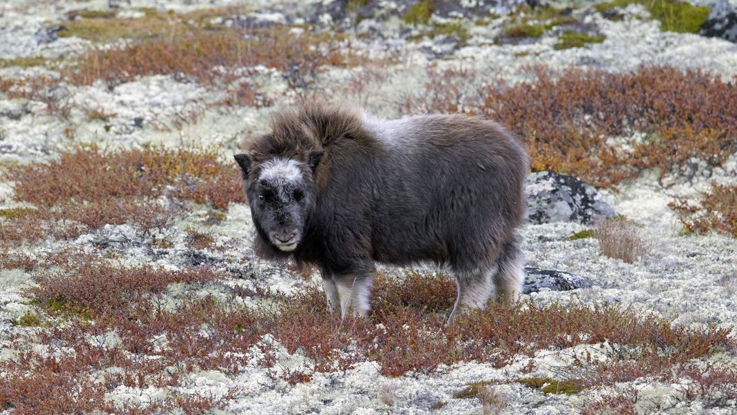 Ein Moschusochse in der Tundra Norwegens