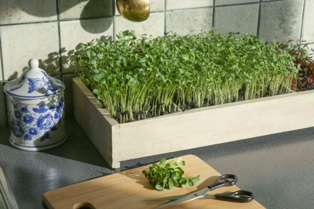 Erntezeit im Micro-Gemüsebeet für die Wohnung.