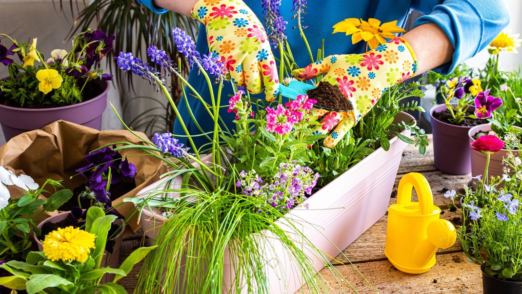 Bunte Frühlingsboten strahlen mit der Sonne um die Wette.