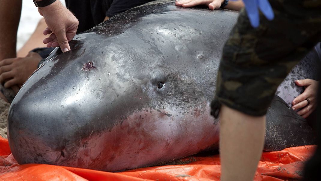 Begegnungen mit lebendigen Zwerg-Pottwalen sind aufgrund ihrer "Undercover"-Lebensweise sehr selten. Meistens sieht man sie, wenn sie an den Küsten stranden, wie hier 2013 in Florida. Strandungen gab es weltweit, von Irland über die USA bis Japan.