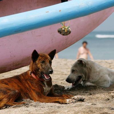 Das Veterinäramt auf Bali hat Massenimpfungen für Straßenhunde angeordnet. 