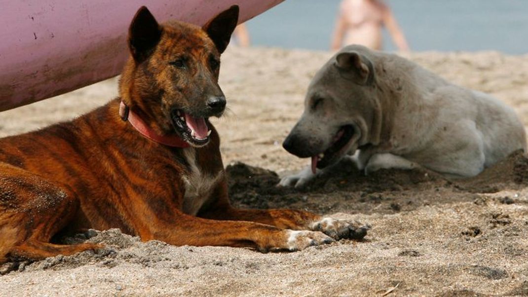 Das Veterinäramt auf Bali hat Massenimpfungen für Straßenhunde angeordnet. 