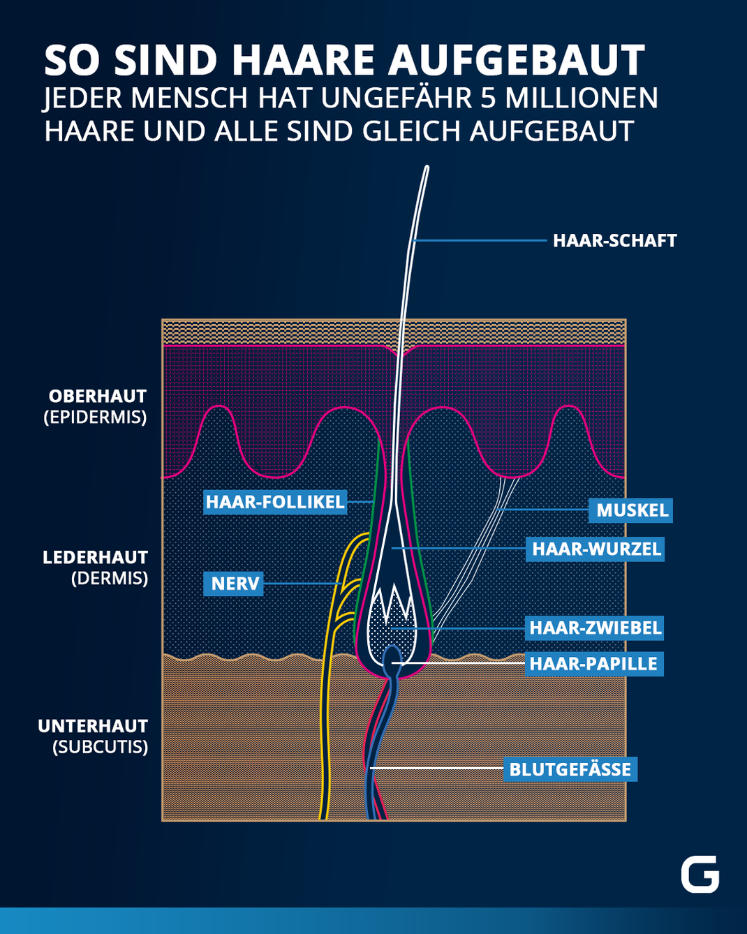 Aufbau eines menschlichen Haares. 