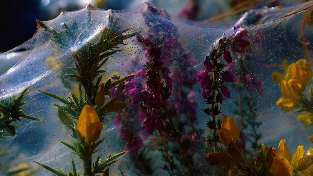 Eingepackt: In der Bretagne, Frankreich, haben Spinnmilben ganze Blüten mit ihrem feinen Gespinst überzogen. 