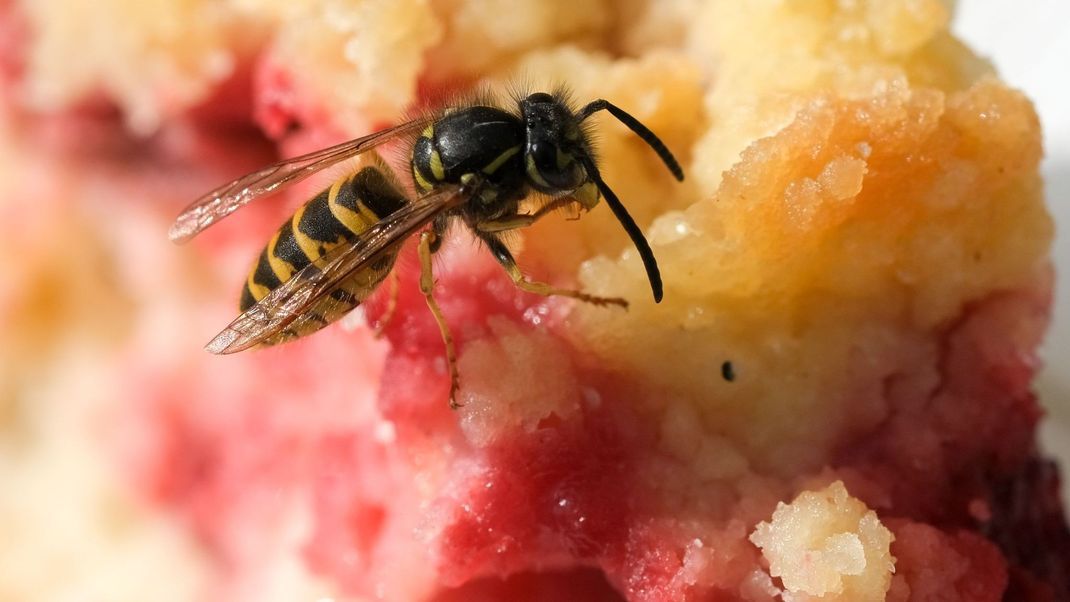 Im Spätsommer sind die Wespen besonders lästig, weil sie auf Suche nach süßer Nahrung sind.