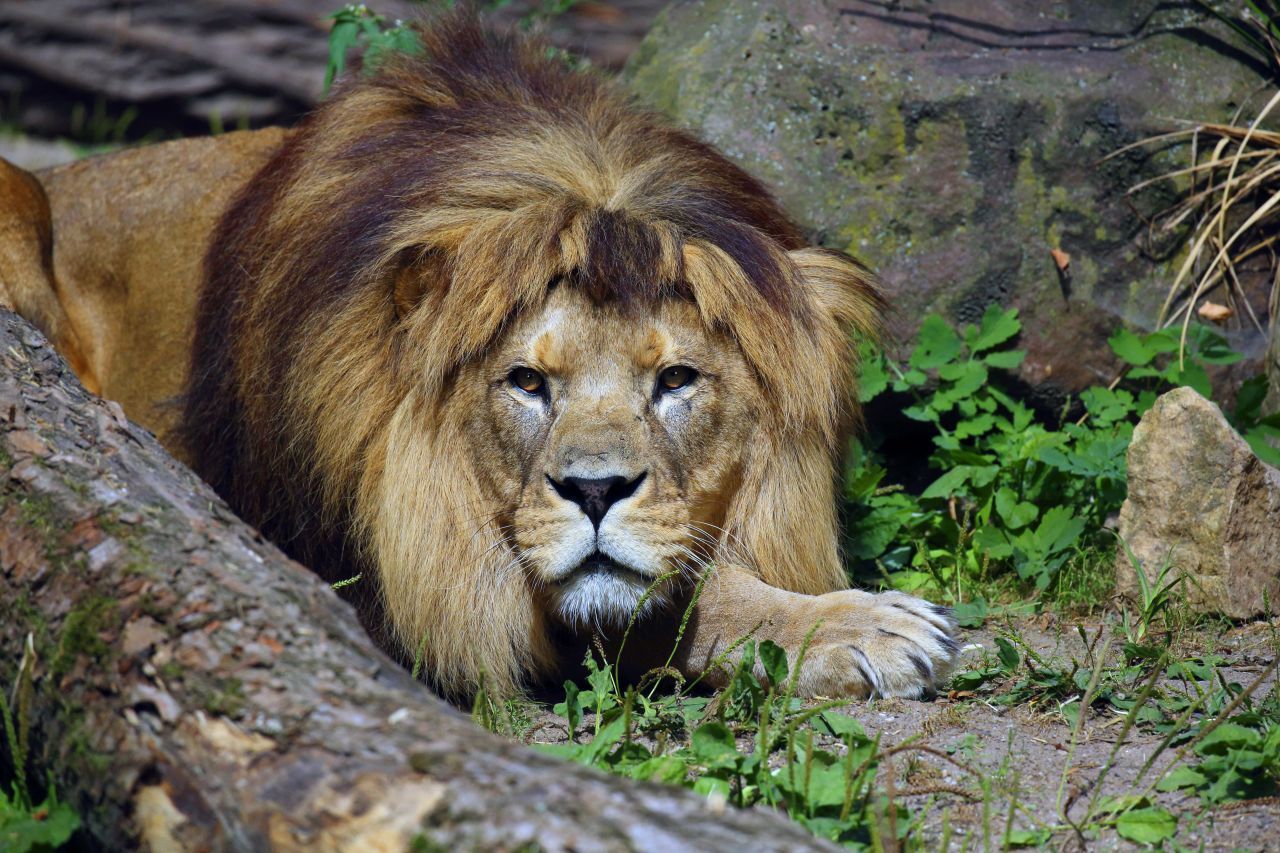 Berberlöwe: Seit 1942 gilt er in seiner nordafrikanischen Heimat als ausgestorben. Einige marokkanische Fürsten gaben Tiere aus Gefangenschaft in den 1970er-Jahren an den Zoo von Rabat ab. Diese wurden dann zur Zucht an 30 Zoos weitergegeben, darunter auch an den in Hannover. Aktuell leben wieder gut 100 Exemplare in Zoos. In die freie Wildbahn wurden sie noch nicht wieder ausgewildert.