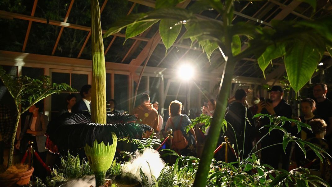 Tausende Menschen strömten in den Botanischen Garten - denn die Blütezeit dauert nicht lange.