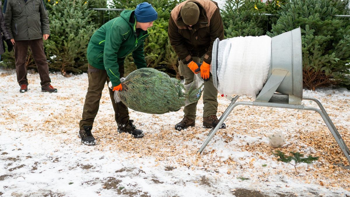 Der Weihnachtsbaum - eine Tradition in Deutschland