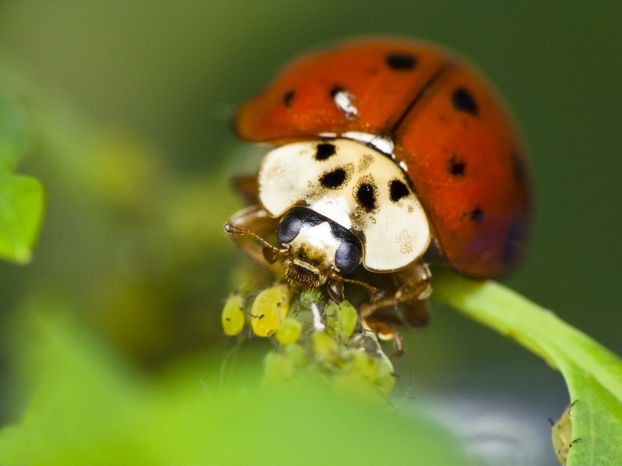 Marienkäfer werden gegen Blattläuse eingesetzt - sie vertilgen Dutzende davon in kürzester Zeit.