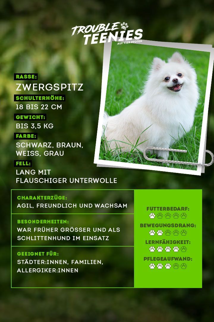 Der Zwergspitz ist ein sehr anhänglicher und intelligenter Hund.