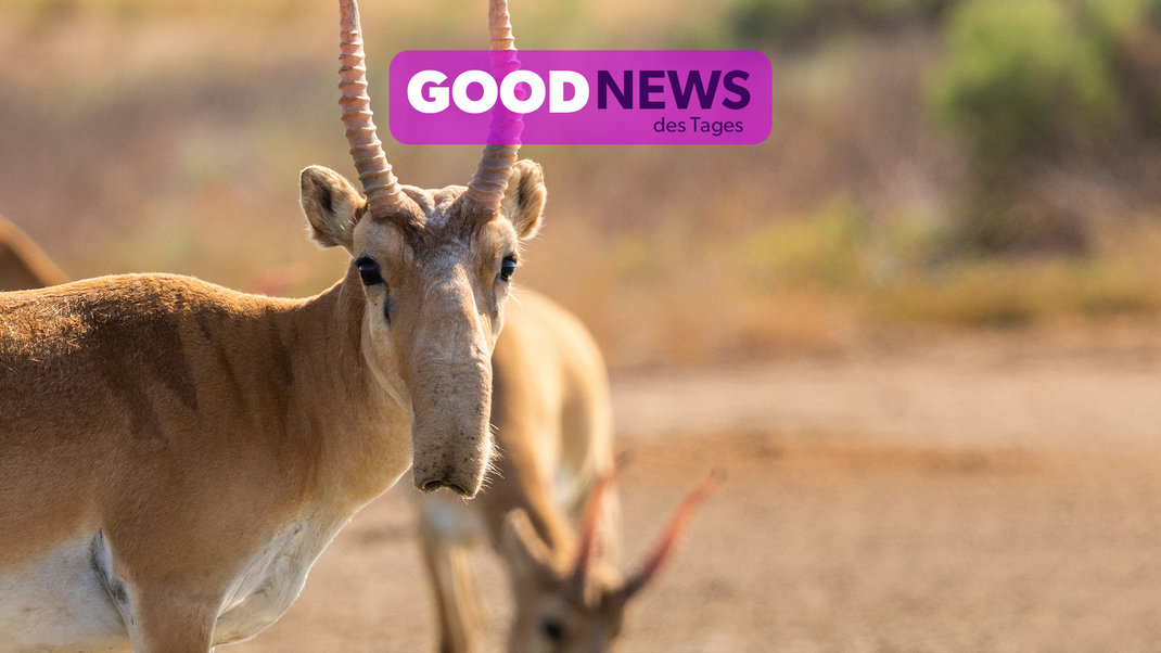 Die Saiga-Antilopen tauchen wieder vermehrt in der Mongolei auf.