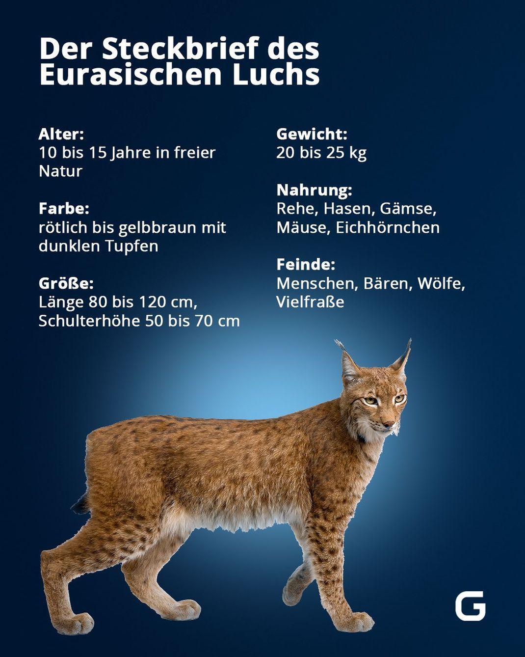 Fakten zum Eurasischen Luchs