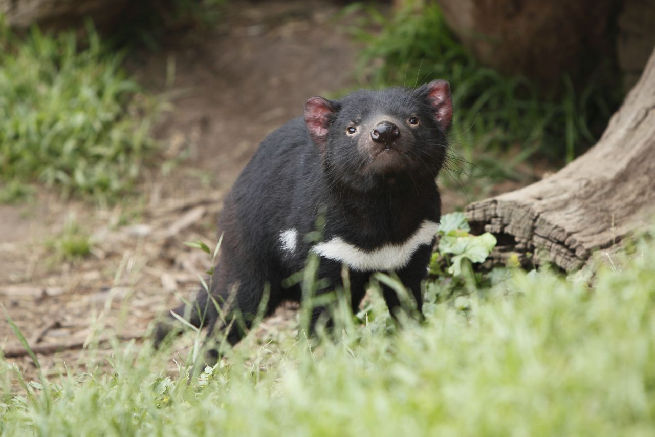 In den letzten 200 Jahren sind über 30 Säugetierarten und -unterarten ausgestorben zum Beispiel der Tasmanische Teufel auf dem Festland.